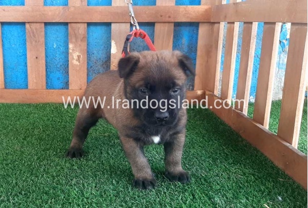 --malinois-22_3
