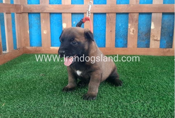 --malinois-22_5