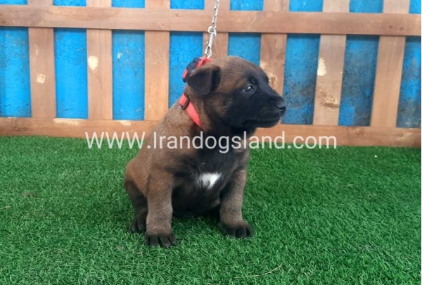 --malinois-22_6