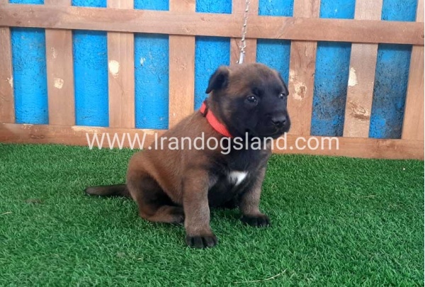 --malinois-22_7