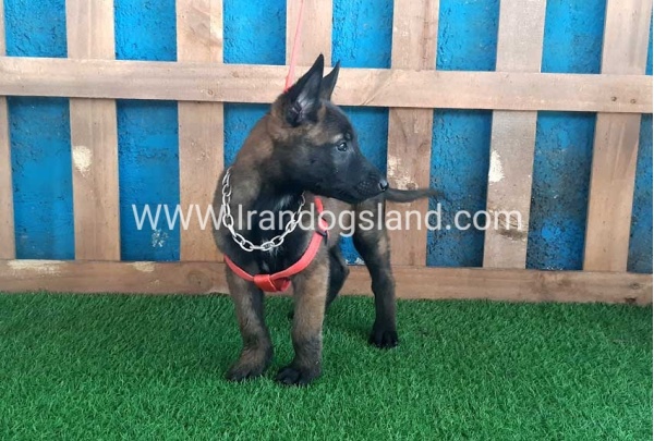 --malinois-29_1