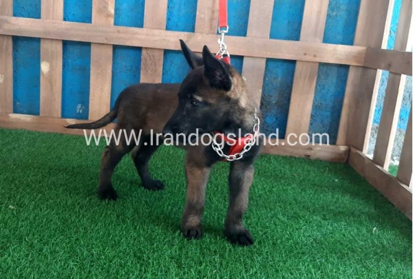 --malinois-29_10