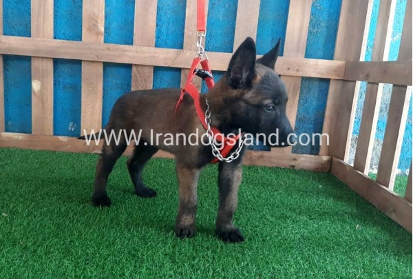 --malinois-29_11