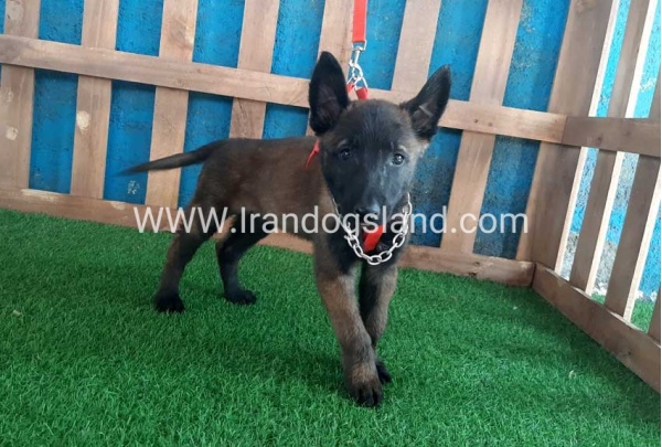 --malinois-29_12