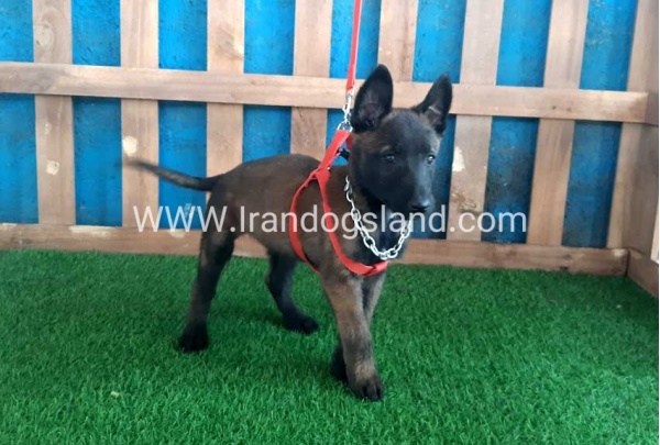 --malinois-29_2