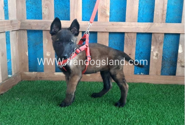 --malinois-29_3