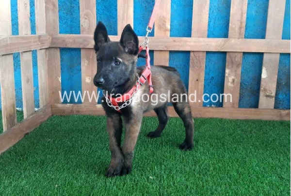 --malinois-29_4