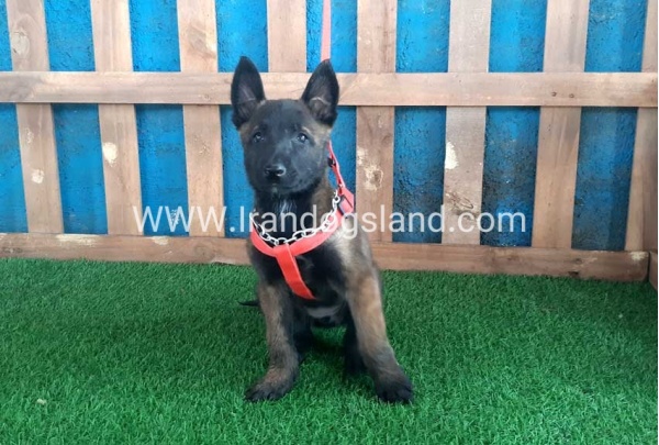 --malinois-29_5