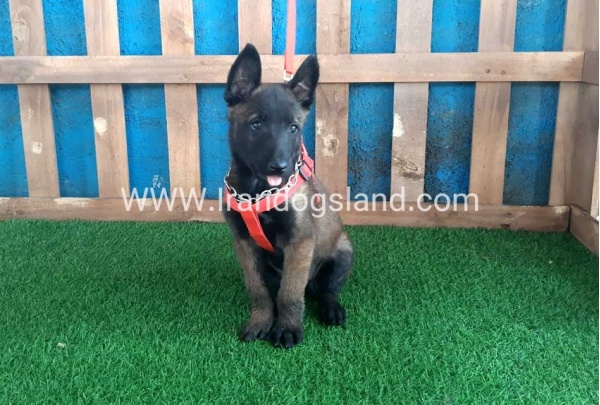 --malinois-29_6