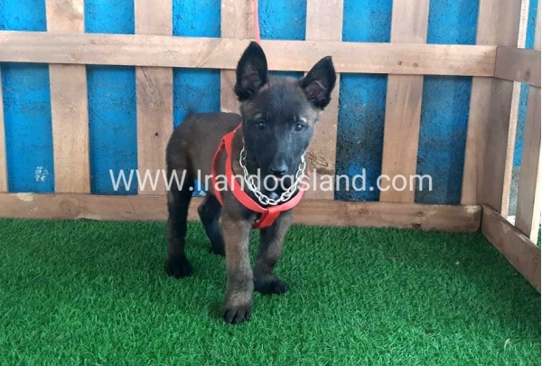 --malinois-29_7