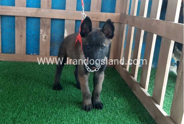 --malinois-29_8
