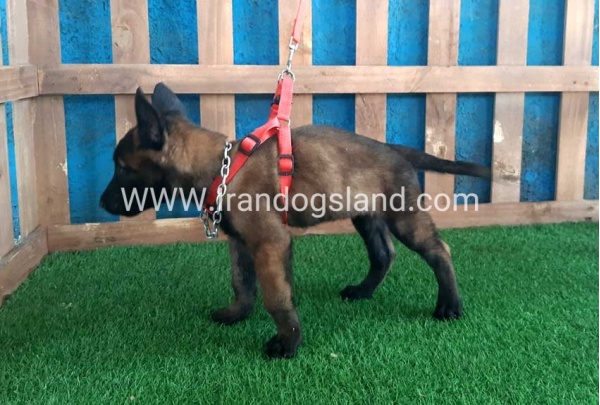 --malinois-29_9