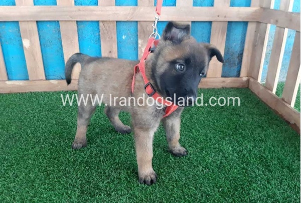 --malinois-31_1