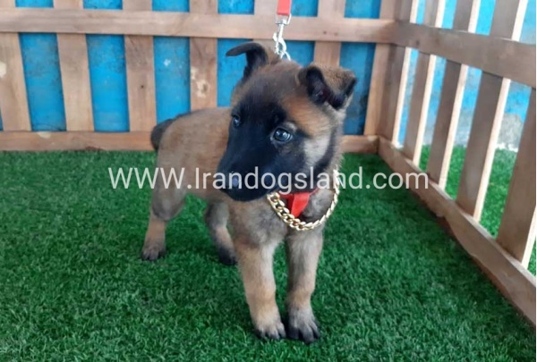 --malinois-31_2