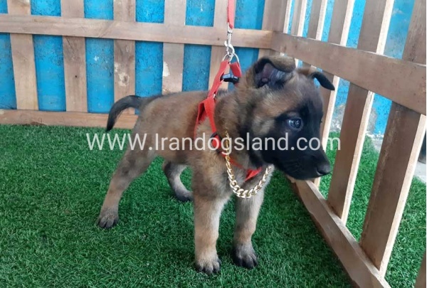--malinois-31_3
