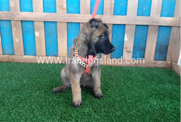 --malinois-31_4