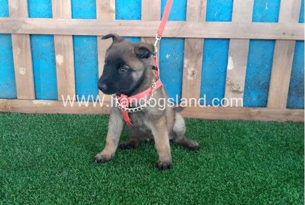 --malinois-31_5