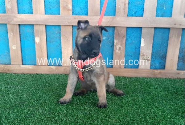 --malinois-31_6
