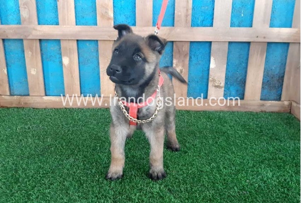 --malinois-31_7