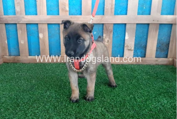 --malinois-31_8