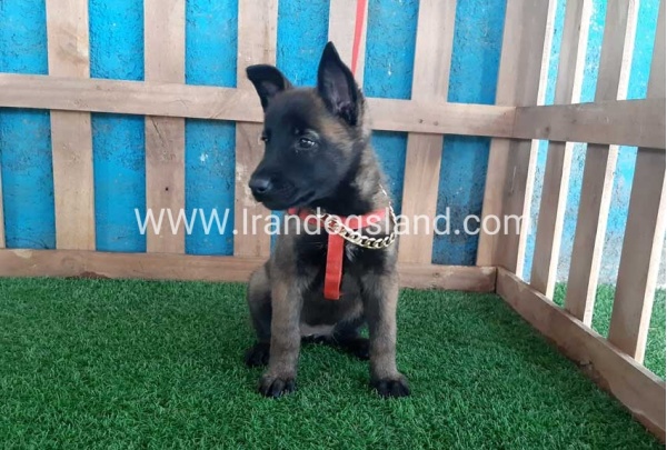 --malinois-32_1