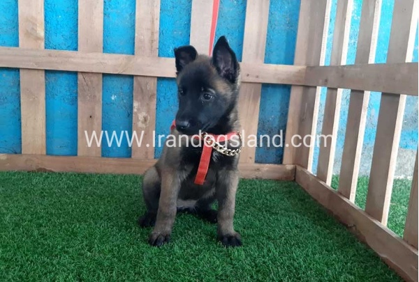 --malinois-32_10