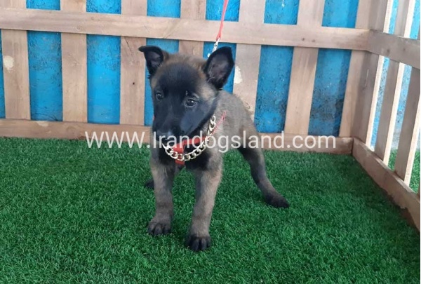 --malinois-32_2