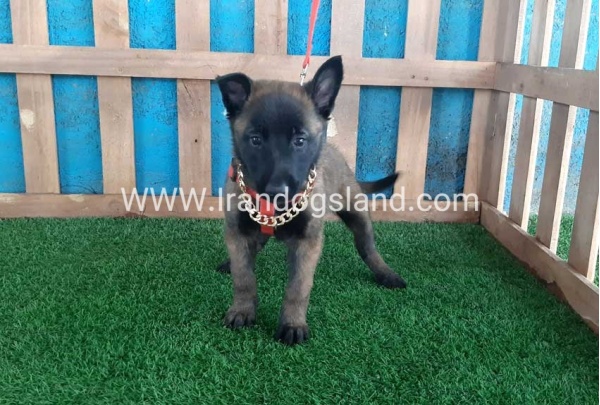 --malinois-32_3