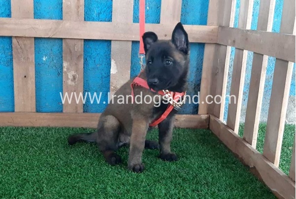 --malinois-32_4