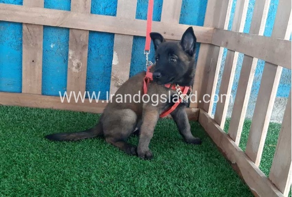 --malinois-32_5