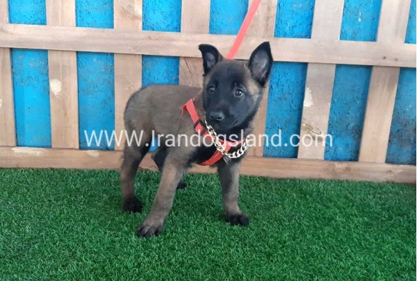 --malinois-32_6