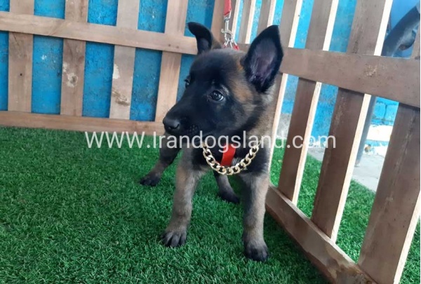 --malinois-32_7