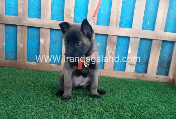 --malinois-32_8
