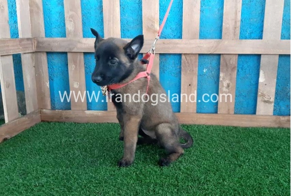 --malinois-32_9