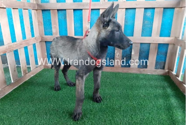 --malinois-33_1