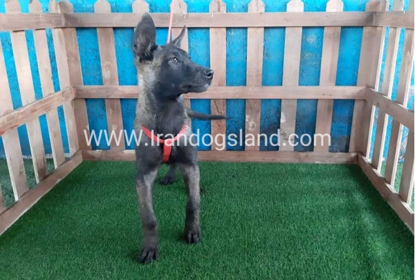 --malinois-33_2