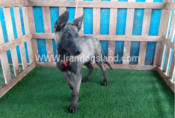 --malinois-33_3