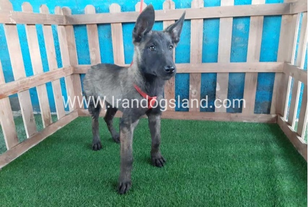 --malinois-33_4