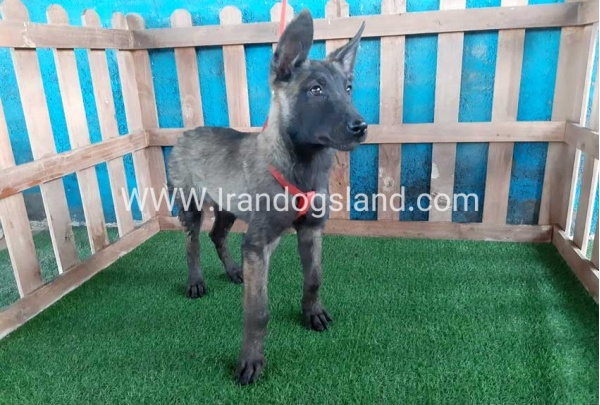 --malinois-33_5