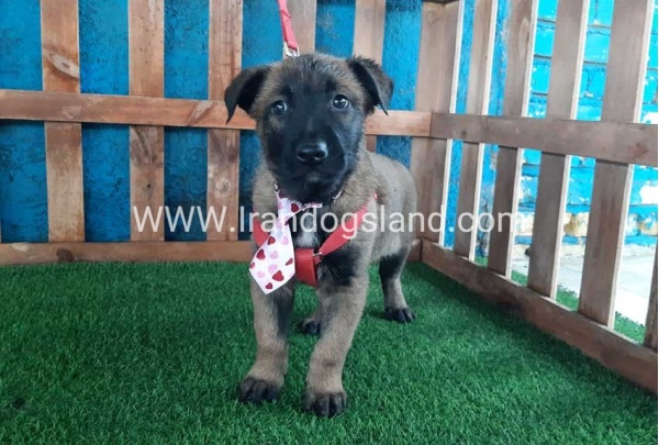 --malinois-36_1