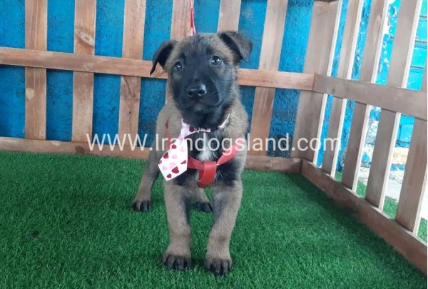 --malinois-36_10