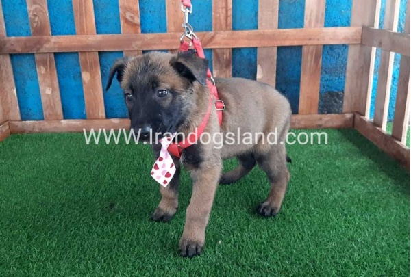 --malinois-36_2