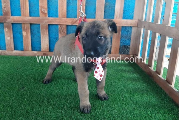 --malinois-36_3