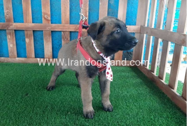 --malinois-36_4