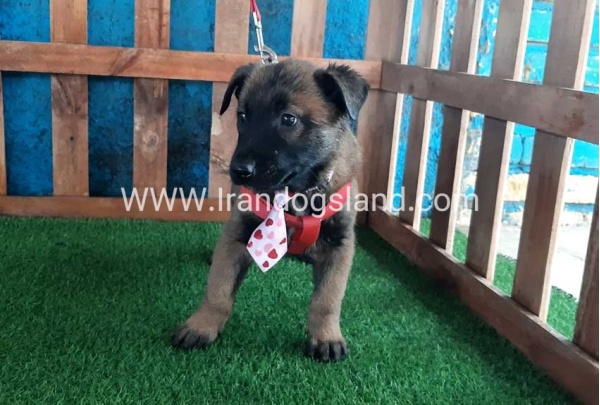 --malinois-36_5