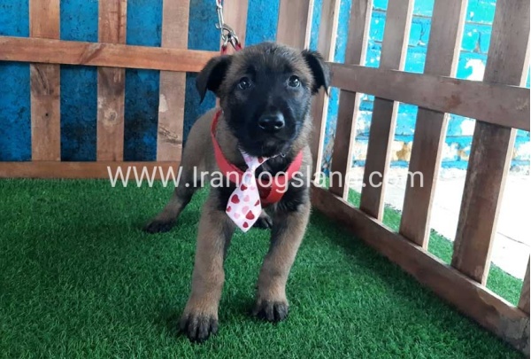 --malinois-36_6