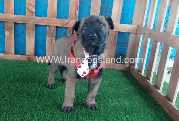 --malinois-36_7
