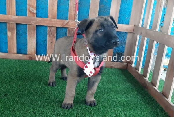 --malinois-36_8