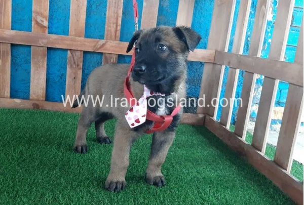 --malinois-36_9