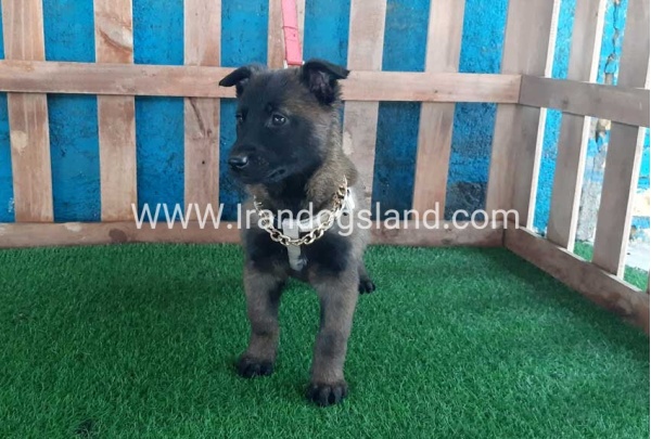 --malinois-37_1